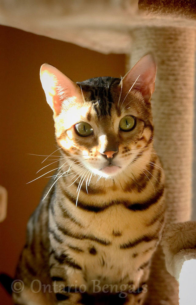 Info on Buying a Bengal Cat Ontario Bengals
