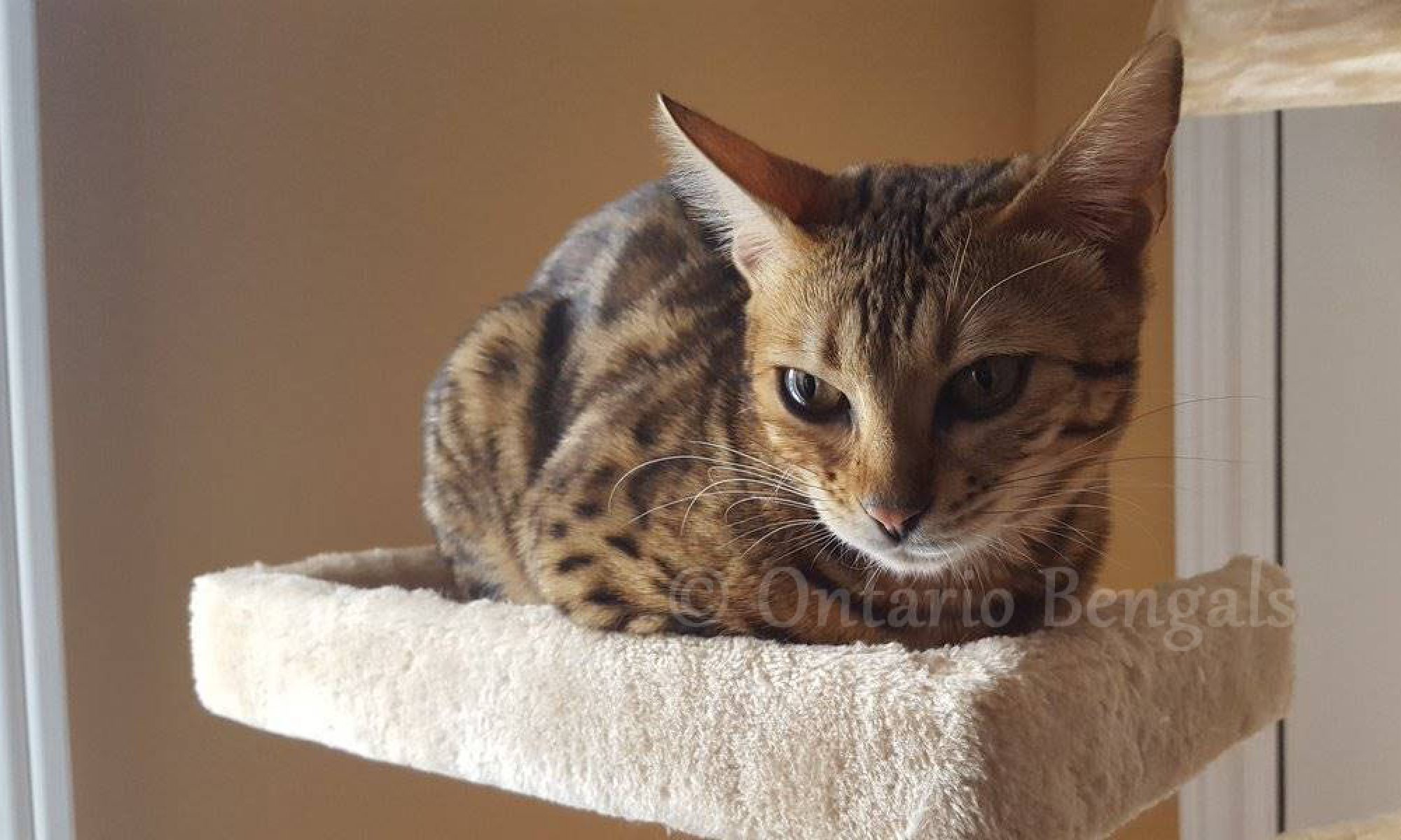 Info on Buying a Bengal Cat Ontario Bengals