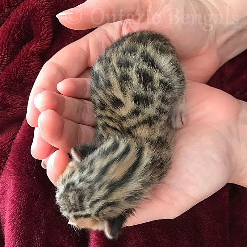 Bengal Kittens for Sale in Ontario Canada Ontario Bengals
