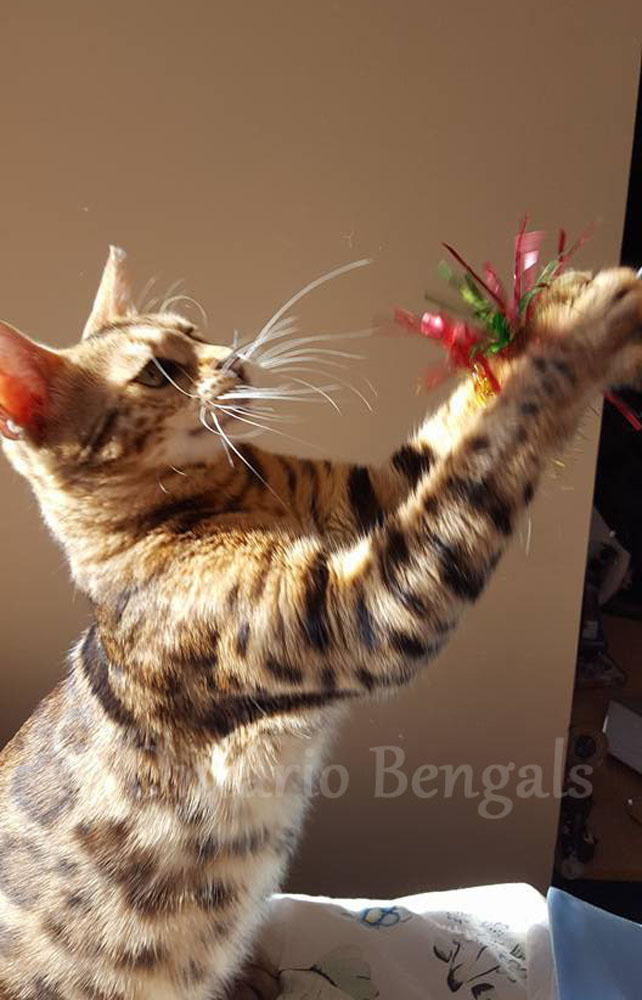 Info on Buying a Bengal Cat Ontario Bengals